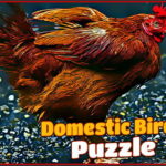 Domestic Birds Puzzle