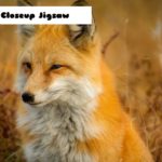 Fox Closeup Jigsaw